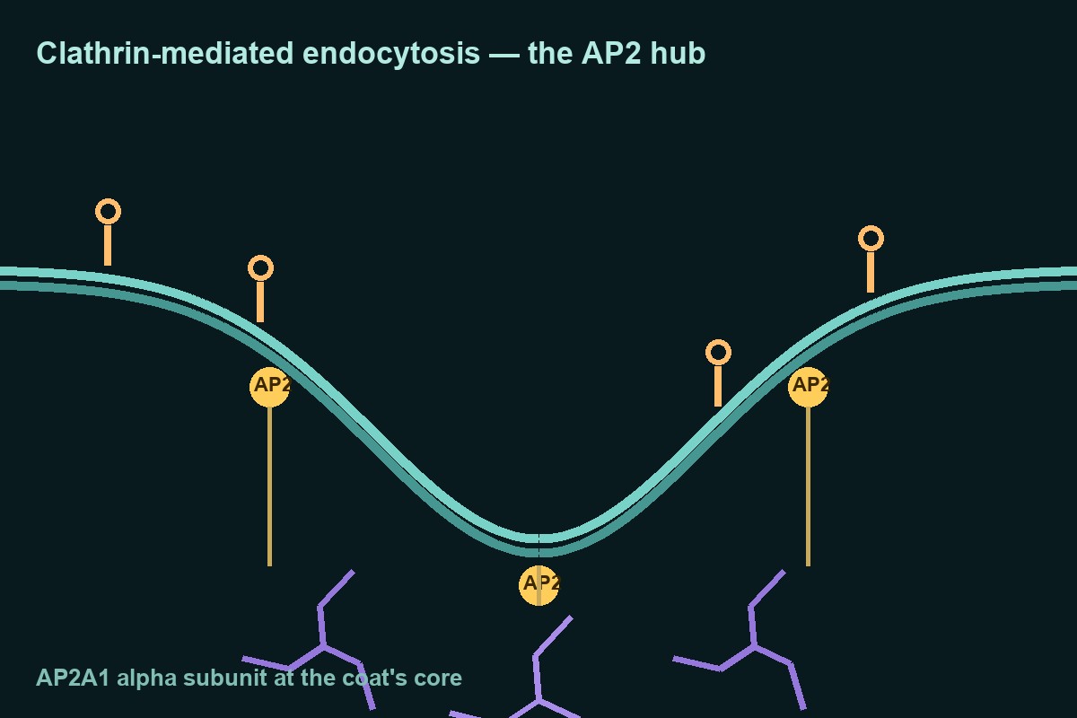 Clathrin-coated pit forming at the plasma membrane with AP2 adaptor hubs at its core — Panacea Bio Chem